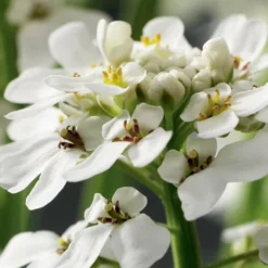 Tahoe Candytuft - Iberis Sempervirens - 10 Count Flat Of Quart Pots -Garden Supplies Sales 2024 Candytuft Tahoe 1