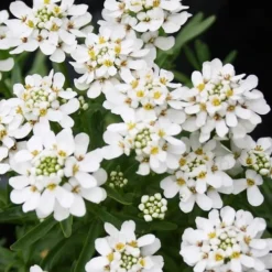Tahoe Candytuft - Iberis Sempervirens - 10 Count Flat Of Quart Pots -Garden Supplies Sales 2024 Candytuft Tahoe 2