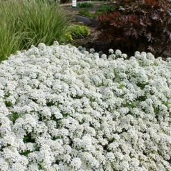Tahoe Candytuft - Iberis Sempervirens - 10 Count Flat Of Quart Pots -Garden Supplies Sales 2024 Candytuft Tahoe 3