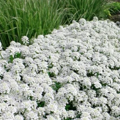 Tahoe Candytuft - Iberis Sempervirens - 10 Count Flat Of Quart Pots -Garden Supplies Sales 2024 Candytuft Tahoe 5