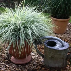 Evercolor Everest Carex - 1 Gallon Pot -Garden Supplies Sales 2024 Carex Evercolr Everest 1
