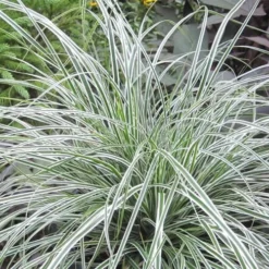 Evercolor Everest Carex - 1 Gallon Pot -Garden Supplies Sales 2024 Carex Evercolr Everest 2