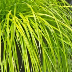 Evercolor Everillo Carex - 1 Gallon Pot 15 Evercolor Everillo Carex - 1 Gallon Pot -Garden Supplies Sales 2024 Carex Everillo 500x750 3