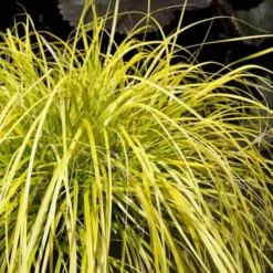 Evercolor Everillo Carex - 10 Pack Of Quart Pots -Garden Supplies Sales 2024 Carex Everillo Plant 1