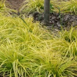 Evercolor 'Everillo' Carex - 5 Pack Of Quart Pots -Garden Supplies Sales 2024 Carex Everillo Plant Patch 1