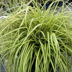 Evercolor Everoro Carex - 1 Gallon Pot -Garden Supplies Sales 2024 Carex Everoro 2