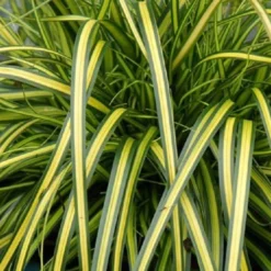 Evercolor Eversheen Carex - 10 Pack Of Quart Pots 8 Evercolor Eversheen Carex - 10 Pack Of Quart Pots -Garden Supplies Sales 2024 Carex Eversheen 1 1