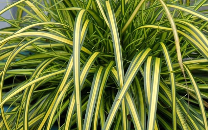 Evercolor Eversheen Carex - 5 Pack Of Quart Pots 4 Evercolor Eversheen Carex - 5 Pack Of Quart Pots - Image 4