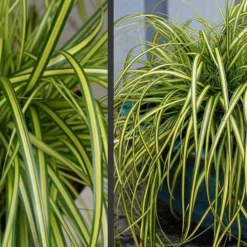 Evercolor Eversheen Carex - 10 Pack Of Quart Pots 9 Evercolor Eversheen Carex - 10 Pack Of Quart Pots -Garden Supplies Sales 2024 Carex Eversheen 2 1
