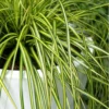 Evercolor Eversheen Carex - 1 Gallon Pot