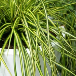 Evercolor Eversheen Carex - 5 Pack Of Quart Pots