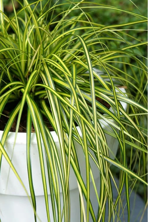 Evercolor Eversheen Carex - 5 Pack Of Quart Pots 1 Evercolor Eversheen Carex - 5 Pack Of Quart Pots