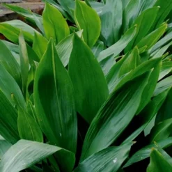 Cast Iron Plant - 3 Gallon Pot 10 Cast Iron Plant - 3 Gallon Pot -Garden Supplies Sales 2024 Cast Iron Plant 1 2