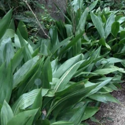 Cast Iron Plant - 3 Gallon Pot 11 Cast Iron Plant - 3 Gallon Pot -Garden Supplies Sales 2024 Cast Iron Plant 3 2