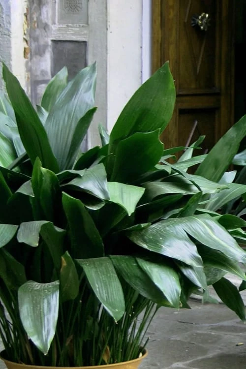 Cast Iron Plant - 3 Gallon Pot 1 Cast Iron Plant - 3 Gallon Pot