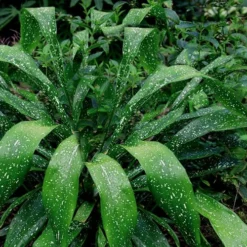 Spek-tacular Cast Iron Plant - 3 Gallon Pot -Garden Supplies Sales 2024 Cast Iron Plant Spektacular 5