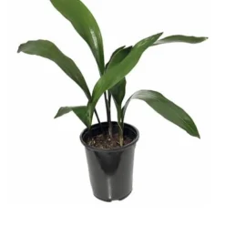 Cast Iron Plant - 2 Gallon Pot -Garden Supplies Sales 2024 Cast iron Plant 20