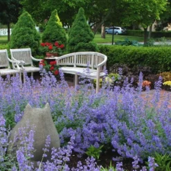 Walker's Low Catmint (Nepeta X Faassenii) - 1 Gallon Pot -Garden Supplies Sales 2024 Catmint Walkers Low 1 2