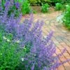 Walker's Low Catmint (Nepeta X Faassenii) - 5 Pack Of Quart Pots