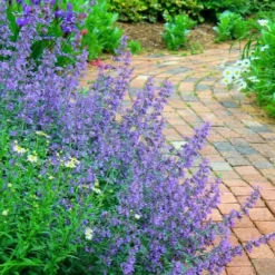 Walker's Low Catmint (Nepeta X Faassenii) - 5 Pack Of Quart Pots