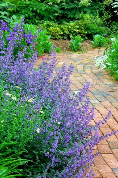 Walker's Low Catmint (Nepeta X Faassenii) - 5 Pack Of Quart Pots 1 Walker's Low Catmint (Nepeta X Faassenii) - 5 Pack Of Quart Pots