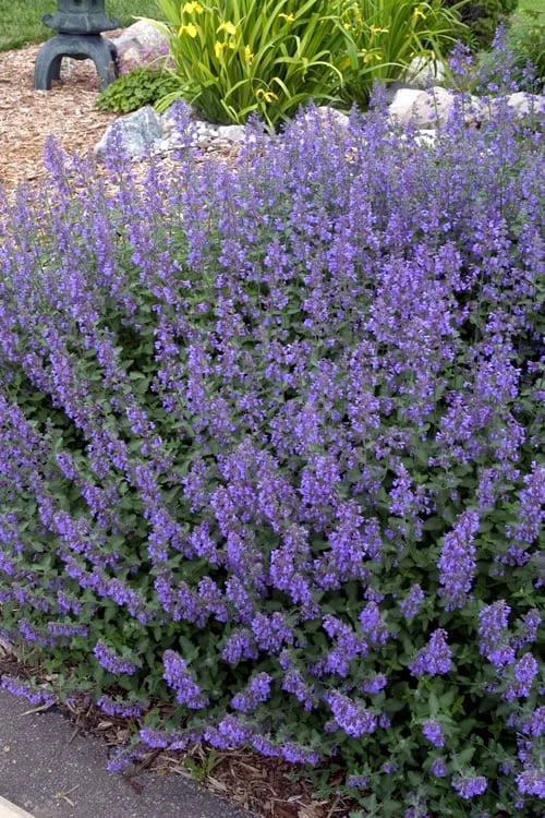 Walker's Low Catmint (Nepeta X Faassenii) - 5 Pack Of Quart Pots 4 Walker's Low Catmint (Nepeta X Faassenii) - 5 Pack Of Quart Pots - Image 4