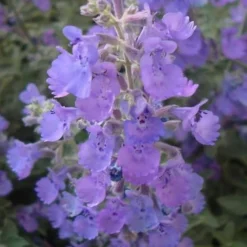 Walker's Low Catmint (Nepeta X Faassenii) - 1 Gallon Pot -Garden Supplies Sales 2024 Catmint Walkers Low 5 2