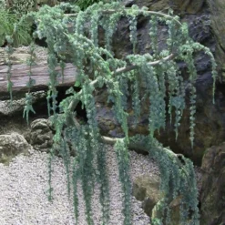 Serpentine Weeping Blue Atlas Cedar - 5 Gallon Pot 10 Serpentine Weeping Blue Atlas Cedar - 5 Gallon Pot -Garden Supplies Sales 2024 Cedar Blue Atlas Serpentine 10