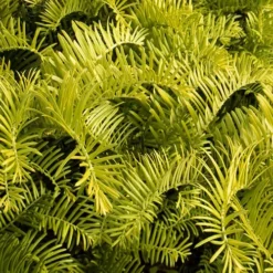 Golden Dragon Plum Yew (Cephalotaxus Harringtonia) - 5 Pack Of Quart Pots -Garden Supplies Sales 2024 Cephalotaxus Yew Golden Dragon 3 3