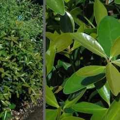 Bigfoot Cleyera Japonica - 3 Gallon Pot -Garden Supplies Sales 2024 Cleyera Bigfoot