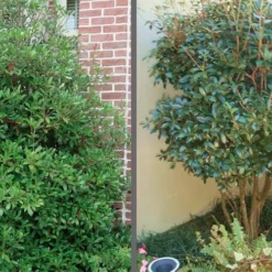 Bigfoot Cleyera Japonica - 3 Gallon Pot -Garden Supplies Sales 2024 Cleyera Bigfoot Tree