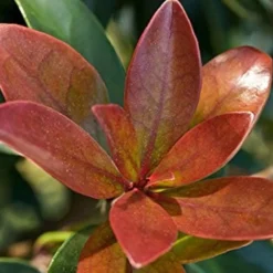 Bronze Beauty Cleyera - 3 Gallon Pot -Garden Supplies Sales 2024 Cleyera Bronze Beauty 2