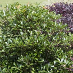 Bronze Beauty Cleyera - 3 Gallon Pot -Garden Supplies Sales 2024 Cleyera Bronze Beauty 50