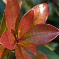 Bronze Beauty Cleyera - 3 Gallon Pot