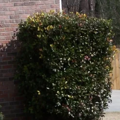 Japanese Cleyera (Ternstroemia Gymnanthera) - 3 Gallon Pot -Garden Supplies Sales 2024 Cleyera Japonica Japanese 1