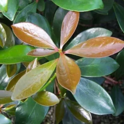 Japanese Cleyera (Ternstroemia Gymnanthera) - 3 Gallon Pot -Garden Supplies Sales 2024 Cleyera Japonica Japanese