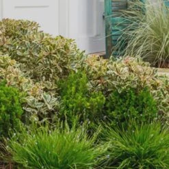 Juliet Cleyera Japonica - 2 Gallon Pot -Garden Supplies Sales 2024 Cleyera Juliet 2