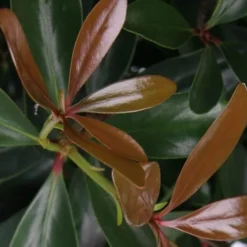 LeAnn Cleyera Japonica - 3 Gallon Pot -Garden Supplies Sales 2024 Cleyera LeAnn Japonica