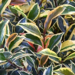 Romeo Variegated Cleyera Japonica - 2 Gallon Pot -Garden Supplies Sales 2024 Cleyera Romeo 3