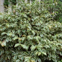 Romeo Variegated Cleyera Japonica - 2 Gallon Pot -Garden Supplies Sales 2024 Cleyera Romeo 5
