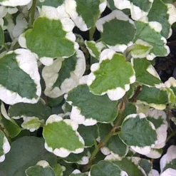 Variegated Creeping Fig - Ficus Pumila 'Variegata' - 5 Pack Of Pint Pots -Garden Supplies Sales 2024 Creeping Fig Variegated Ficus Pumila Rev 500x750 3