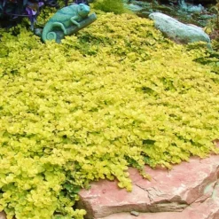 Golden Creeping Jenny - Lysimachia Nummularia Aurea - 10 Pack Of Pint Pots -Garden Supplies Sales 2024 Creeping Jenny 20 4