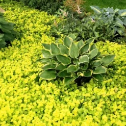 Golden Creeping Jenny (Lysimachia Nummularia 'Aurea') - 5 Pack Of Quart Pots -Garden Supplies Sales 2024 Creeping Jenny 21 1