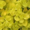 Golden Creeping Jenny - Lysimachia Nummularia Aurea - 6 Pack Of Pint Pots