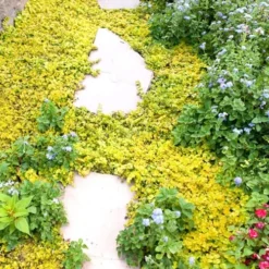 Golden Creeping Jenny - Lysimachia Nummularia Aurea - 5 Pack Of Pint Pots -Garden Supplies Sales 2024 Creeping Jenny 25 2