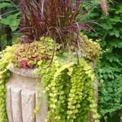 Golden Creeping Jenny - Lysimachia Nummularia Aurea - 18 Pack Of Pint Pots -Garden Supplies Sales 2024 Creeping Jenny 26