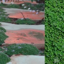 Elfin Creeping Thyme (Thymus Serpyllum 'Elfin') - 5 Pack Of Pint Pots -Garden Supplies Sales 2024 Creeping Thyme Elfin 5 1