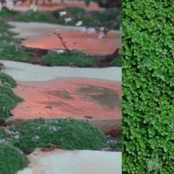 Elfin Creeping Thyme - Thymus Serpyllum Elfin - 3 Pack Of Pint Pots -Garden Supplies Sales 2024 Creeping Thyme Elfin 5