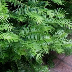 Creeping Japanese Plum Yew (Cephalotaxus Harringtonia 'Prostrata') - 2.5 Quart Pot -Garden Supplies Sales 2024 Creeping Yew 101