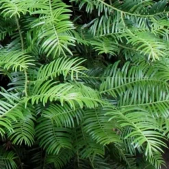 Creeping Japanese Plum Yew (Cephalotaxus Harringtonia 'Prostrata') - 2.5 Quart Pot -Garden Supplies Sales 2024 Creeping japanese Plum Yew 1